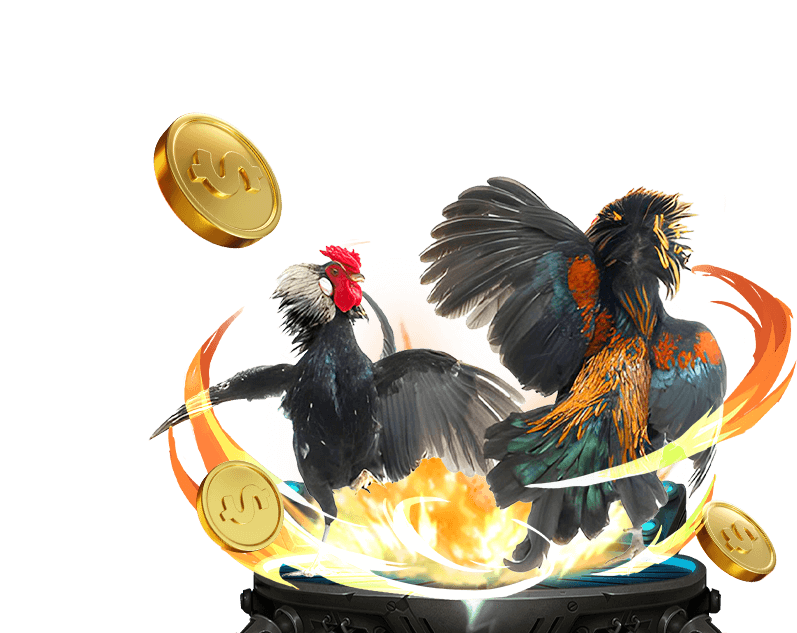 Hình ảnh hai gà hòa nhau trong đá gà