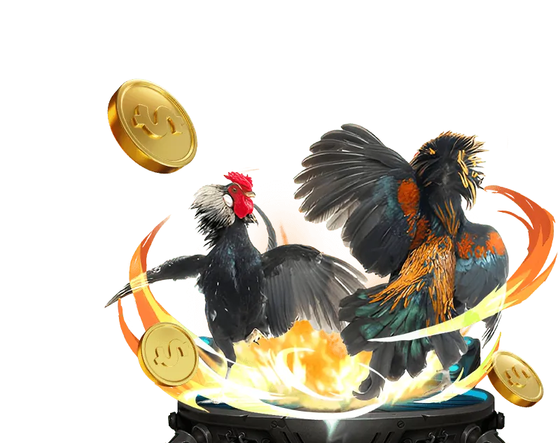 Hình ảnh hai gà hòa nhau trong đá gà